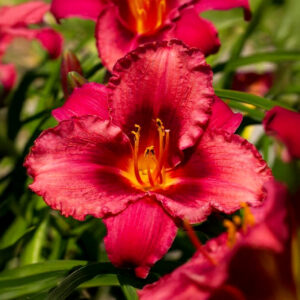 Hemerocallis Jazz Dance