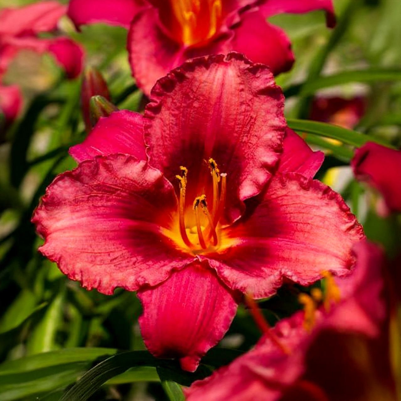Hemerocallis Jazz Dance