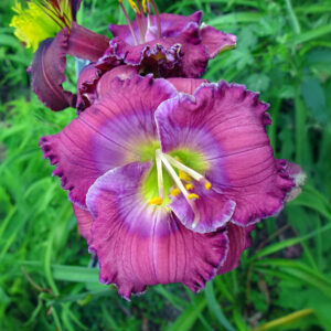Hemerocallis Lavender Blue Baby