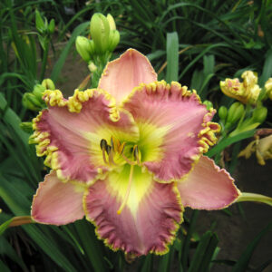 Hemerocallis Lavender Tutu