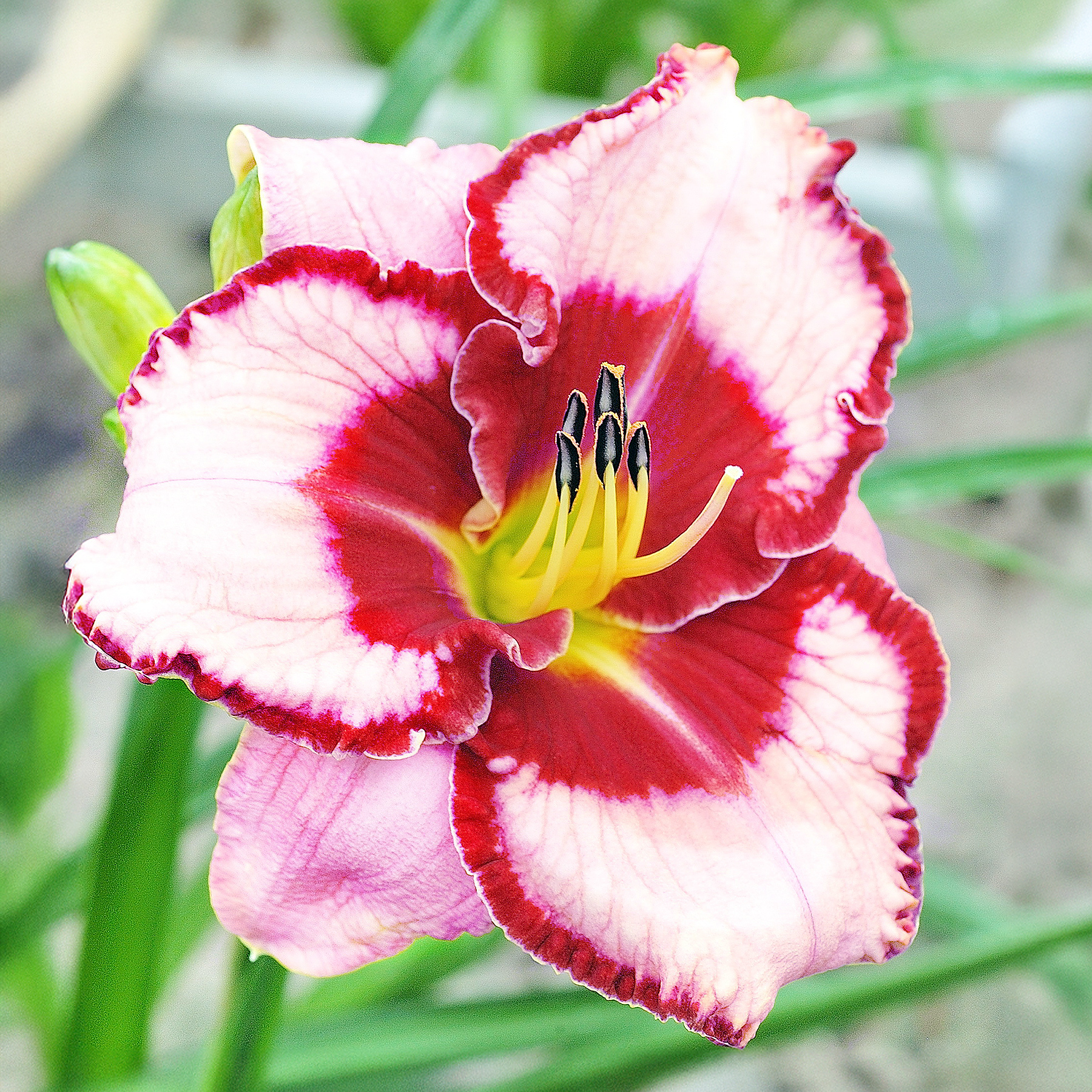 Hemerocallis Lies and Lipstick