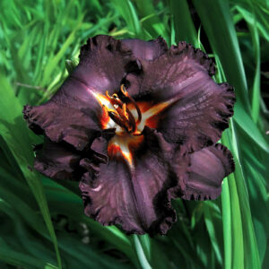Hemerocallis Longfields Black Magic