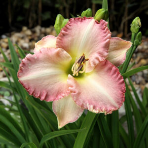 Hemerocallis Lorynn Nicole