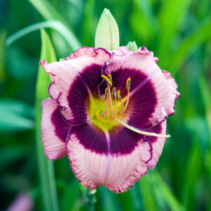 Hemerocallis Macbeth