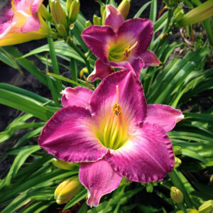 Hemerocallis Moroccan Sunrise
