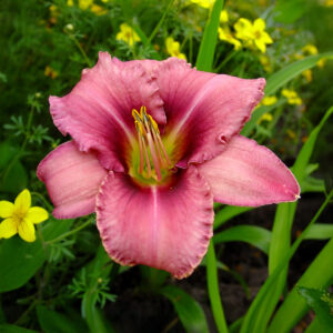 Hemerocallis Purple Bicolor