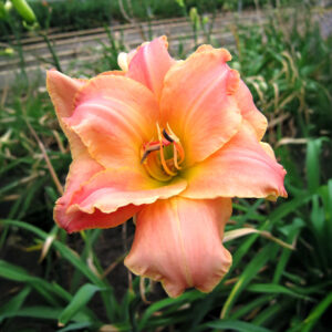 Hemerocallis Think Pink