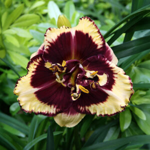 Hemerocallis Tiger Blood