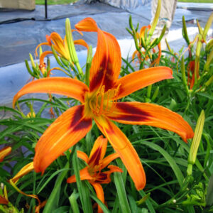 Hemerocallis Tigereye Spider
