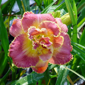 Hemerocallis Unlock the Stars