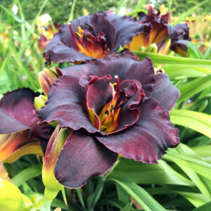 Hemerocallis Voodoo Dancer