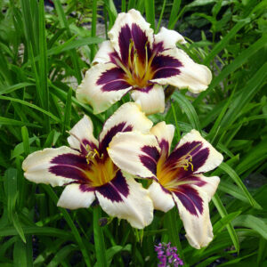 Hemerocallis Wild Horses