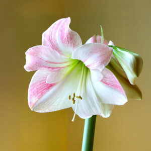 Hippeastrum-Amaryllis Apple Blossom