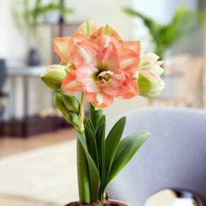 Hippeastrum-Amaryllis Beautiful Emotion