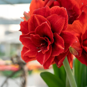 Hippeastrum-Amaryllis Cherry Nymph