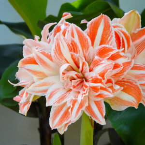 Hippeastrum-Amaryllis Dancing Queen