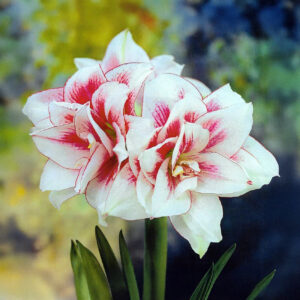 Hippeastrum-Amaryllis Elvas