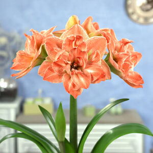 Hippeastrum-Amaryllis Exotic Nymph