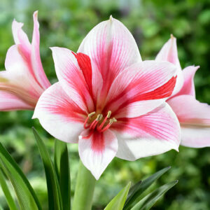 Hippeastrum-Amaryllis Gervase