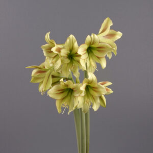 Hippeastrum-Amaryllis Graffiti