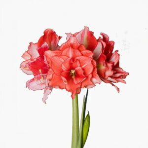 Hippeastrum-Amaryllis Joker