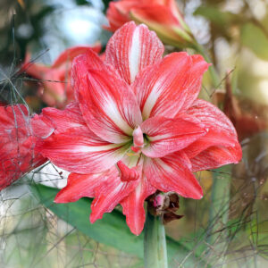 Hippeastrum-Amaryllis Lady Jane