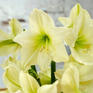 Hippeastrum-Amaryllis Lemon Star
