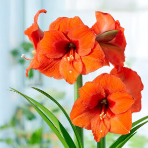 Hippeastrum-Amaryllis Orange Souvereign
