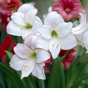 Hippeastrum-Amaryllis Picotee