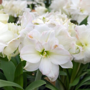 Hippeastrum-Amaryllis Polar Belle