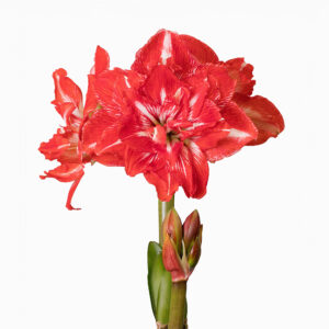 Hippeastrum-Amaryllis Rock 'n' Roll