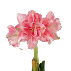 Hippeastrum-Amaryllis Rozetta
