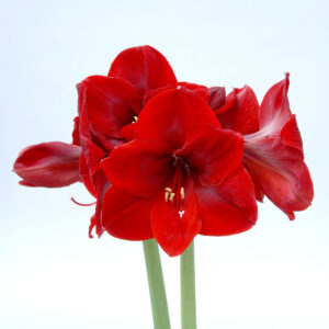 Hippeastrum-Amaryllis Tempranillo