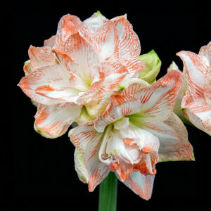 Hippeastrum-Amaryllis United Glory