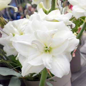 Hippeastrum-Amaryllis White Glory
