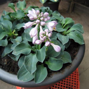 Hostas Blue Mouse Ears
