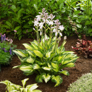 Hostas Blue Colored Hulk