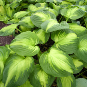 Hostas Enchilada