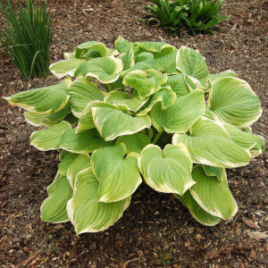 Hostas Fragant Bouquet