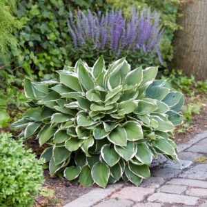 Hostas Francee