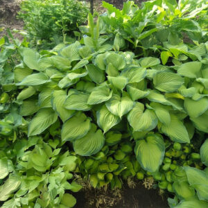 Hostas Guacamole