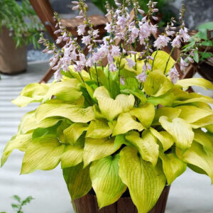 Hostas Ki Ren Jyaku