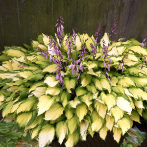 Hostas Lady Guinevere