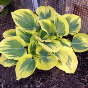 Hostas Liberty