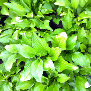 Hostas Royal Standard