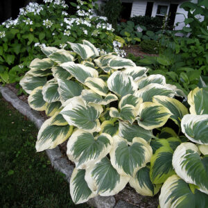 Hostas Victory