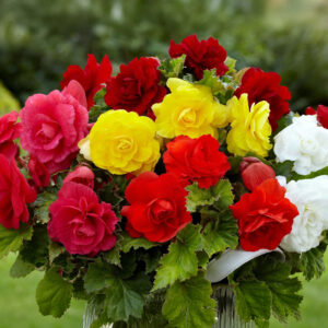 Mix Begonias