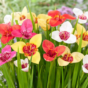 Mix Tigridia Pavonia
