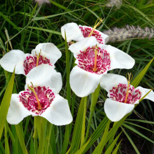 Tigridia Pavonia Alba Grandiflora