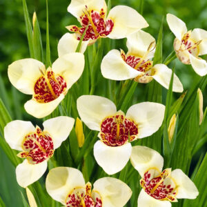 Tigridia Pavonia Canariensis